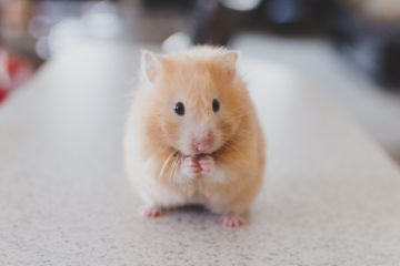Un hamster avec ses pattes comme en prière - Photo de Ricky Kharawala sur https://unsplash.com/fr/photos/adK3Vu70DEQ