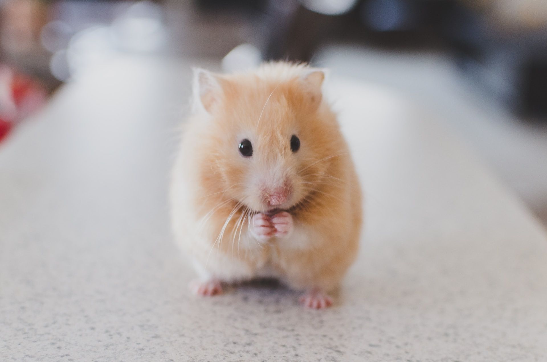 Un hamster avec ses pattes comme en prière - Photo de Ricky Kharawala sur https://unsplash.com/fr/photos/adK3Vu70DEQ