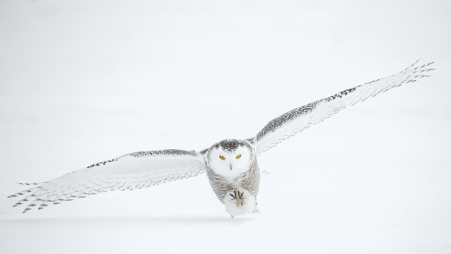 Chouette en plein vol sur un terrain enneigé avec ses deux yeux perçants - Photo de Todd Steitle sur https://unsplash.com/fr/photos/ExnAdmi-Asc
