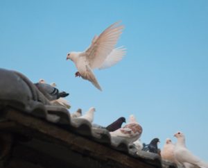 plusieurs colombes arrivent sur le toit d'une maison - Photo de dadalan real sur https://unsplash.com/fr/photos/aq2u-OMPw4U 