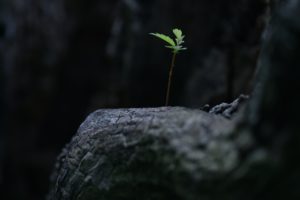 jeune pousse d'arbre sur fond sombre - Photo de Nagara Oyodo sur https://unsplash.com/fr/photos/kE0o9syjDZQ 