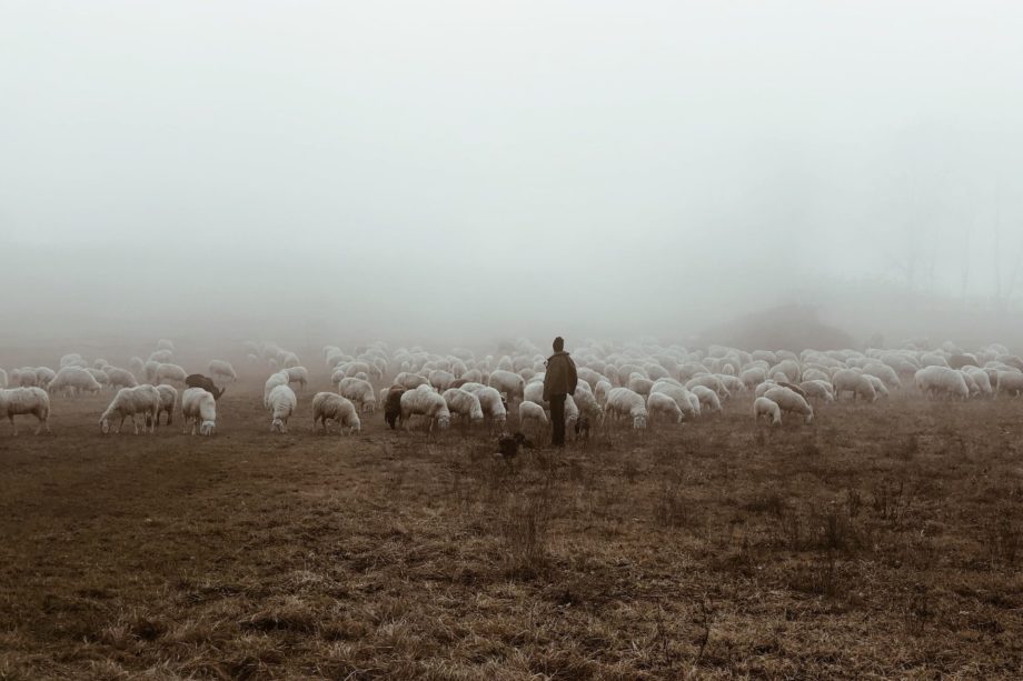 Un berger et son trouveau de moutons, en Italie, avec de la brume - Photo de Antonello Falcone - The Wiseman sur https://unsplash.com/fr/photos/G2djeMdYSOM