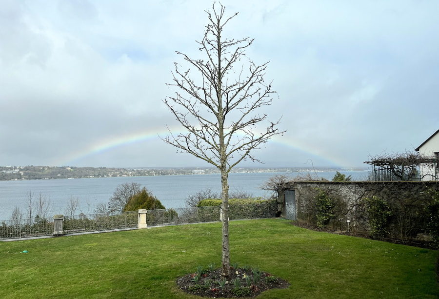jeune arbre planté au dessus du "lac de Genève" avec arc en ciel, au début du printemps - photo mp