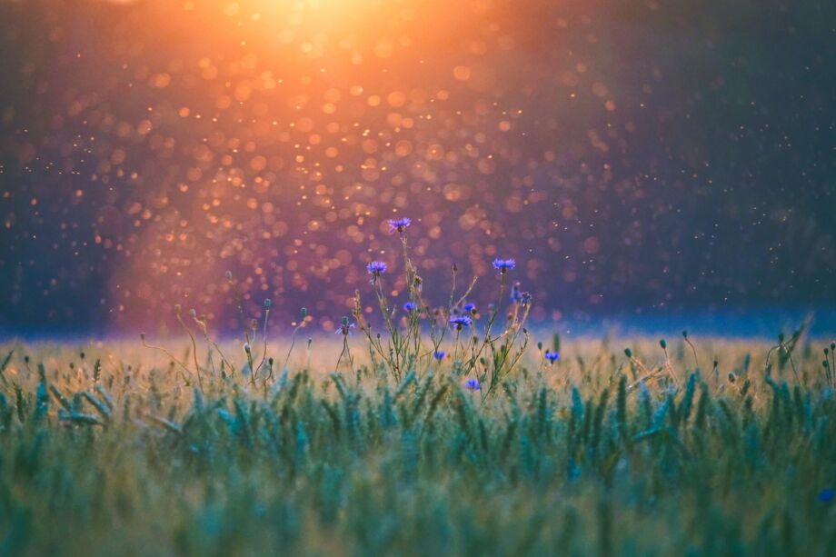 Pluie qui arrose un champ avec du blé en herbe et des fleurs - Photo de Michaela St sur https://unsplash.com/fr/photos/coucher-de-soleil-dore-au-dessus-dun-champ-aux-fleurs-violettes-et-au-bokeh-KGDkI0Uticg