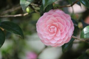 Une fleur de camélia parfaite avec ses pétales bien ordonnés - Photo de Shweta Bhardwaj sur https://unsplash.com/fr/photos/une-fleur-rose-sur-un-arbre-s3cqh58omnI