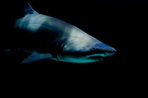 Un requin regarde sa proie du coin de l'œil, la bouche déjà à demi ouverte - Photo de Laura College sur https://unsplash.com/fr/photos/SFq3STsAKgc 
