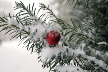 Petite pomme rouge sur un sapin enneigé - Image par Frauke Riether de https://pixabay.com/fr/photos/motif-de-no%C3%ABl-hiver-no%C3%ABl-hivernal-7658216/