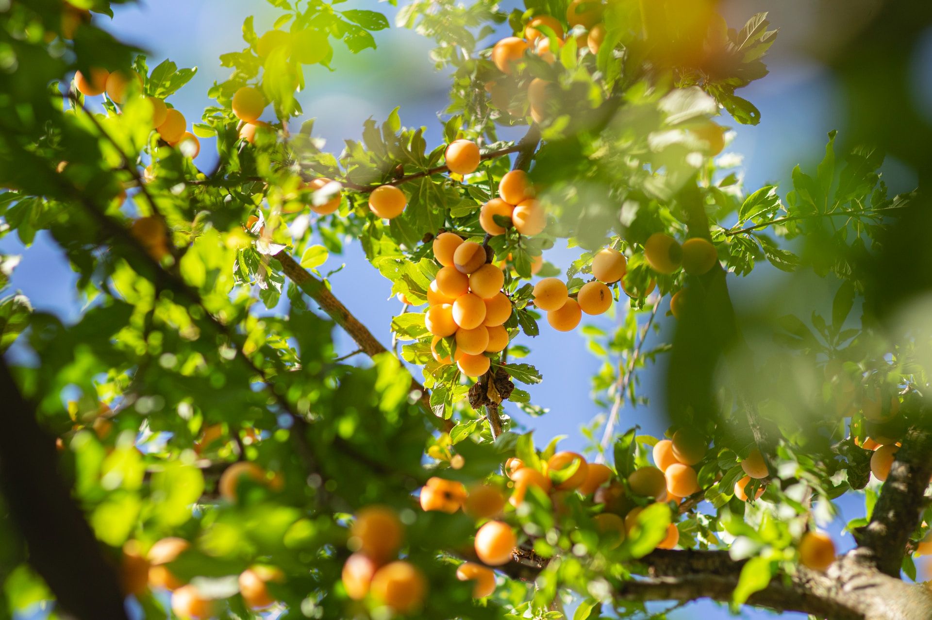 Des branches d'arbres couvertes d'abricots mûrs dans le soleil - Photo de Elena Mozhvilo sur https://unsplash.com/fr/photos/fruits-ronds-verts-et-jaunes-sur-larbre-pendant-la-journee-pI8rAihJ4Nc