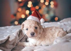 Un petit chien avec un chapeau de père Noël sur la tête - Photo de Rhaúl Velasquez Alva sur https://unsplash.com/fr/photos/chiot-blanc-a-poil-long-portant-un-chapeau-de-pere-noel-jCM48W7y6Y8