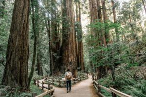 Un homme dans une forêt de grands arbres se trouve à un embranchement de deux sentiers - Photo de Caleb Jones sur https://unsplash.com/fr/photos/homme-portant-un-t-shirt-gris-debout-sur-la-foret-J3JMyXWQHXU