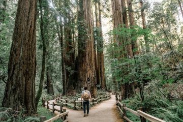 Un homme dans une forêt de grands arbres se trouve à un embranchement de deux sentiers - Photo de Caleb Jones sur https://unsplash.com/fr/photos/homme-portant-un-t-shirt-gris-debout-sur-la-foret-J3JMyXWQHXU