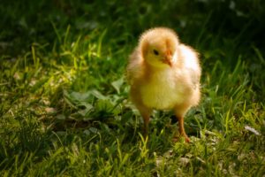 un poussin dans l'herbe - Image par Albrecht Fietz de https://pixabay.com/fr/photos/poussin-junghuhn-mignonne-duveteux-4788803/
