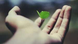 gros plan d'une main tenant une petite plante verte arrachée - Photo de name_ gravity sur https://unsplash.com/fr/photos/plante-a-feuilles-vertes-flottante-sur-la-main-de-la-personne-_AdUs32i0jc