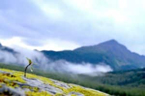 Petite pousse verte sur une pente en Alaska - Photo de Ty Fiero sur https://unsplash.com/fr/photos/une-personne-faisant-voler-un-cerf-volant-0im1Kawjea0