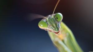 gros plan de la tête d'une mante religieuse - Image par 777mind de https://pixabay.com/fr/photos/mante-insecte-%C3%A9t%C3%A9-insect-naturel-4322056/