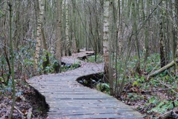 Un chemin de planches sinueux entre les arbres - Image par Ben Kerckx de https://pixabay.com/fr/photos/chemin-dacc%C3%A8s-for%C3%AAt-bois-215325/