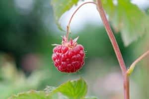 Un jolie framboise sur sa branche - Image par Katharina N. de https://pixabay.com/fr/photos/framboise-fruit-prendre-arbuste-7313702/