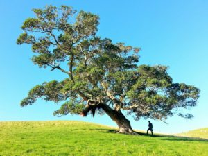 grand arbre sculpté par le vent avec un homme sous son ombre - Photo de Gilly Stewart sur https://unsplash.com/fr/photos/homme-sous-larbre-pendant-la-journee-boE2xft0cAo