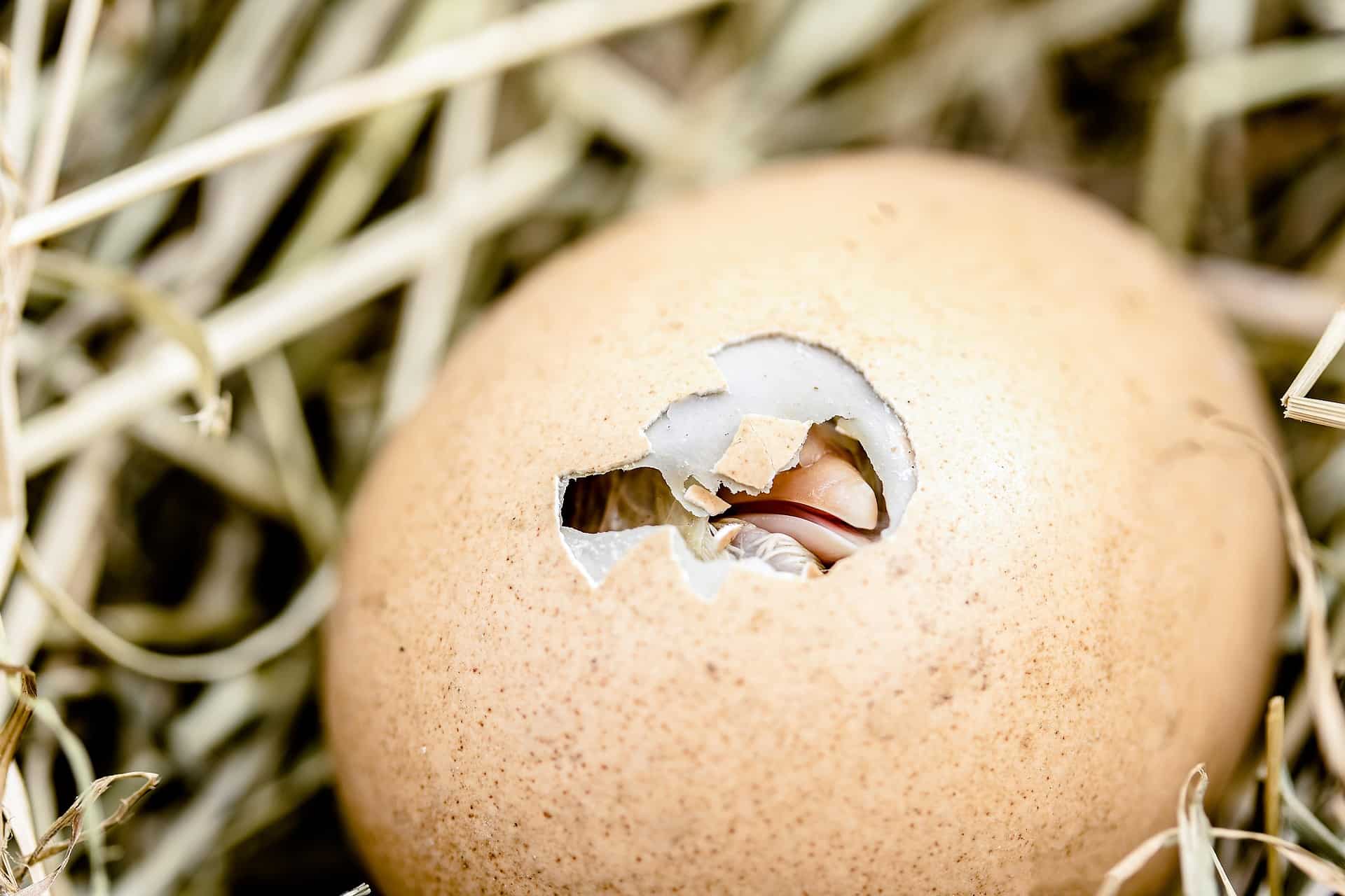 Un poussin est en train de percer sa coquille pour sortir - Image par Myriams-Fotos de https://pixabay.com/fr/photos/l%C3%A9closion-de-poussins-2448541/