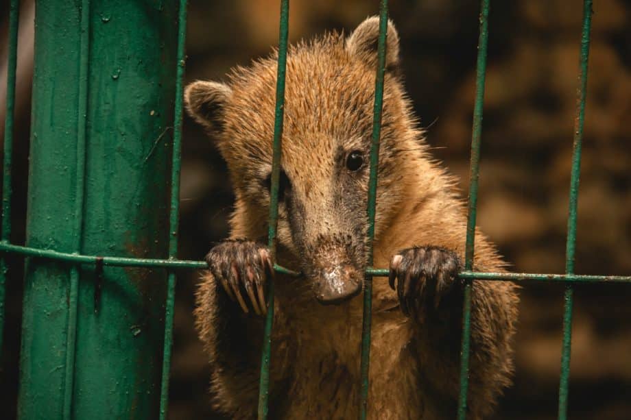 Petit ours brun triste en cage - Photo de Mauricio Livio sur https://unsplash.com/fr/photos/animal-brun-en-cage-mggcO33vPqo