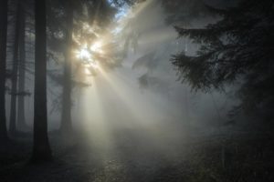 Un rayon de soleil perce la brume en forêt - Image par M de https://pixabay.com/fr/photos/rayons-de-soleil-for%C3%AAt-brouillard-1547273/