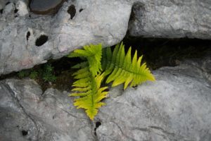 Une plante a fait son chemin dans la brèche d'un rocher - Photo de Nick Grappone sur https://unsplash.com/fr/photos/fougere-verte-entre-les-roches-grises-qvkkLjSjG7E