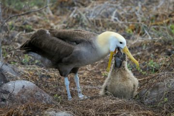 Un albatros laisse son oisillon prendre sa nourriture au fond de sa gorge - Photo de AussieActive sur https://unsplash.com/fr/photos/photo-de-mise-au-point-selective-doiseau-brun-et-blanc-sur-lherbe-brune-39RHo7PCWK0