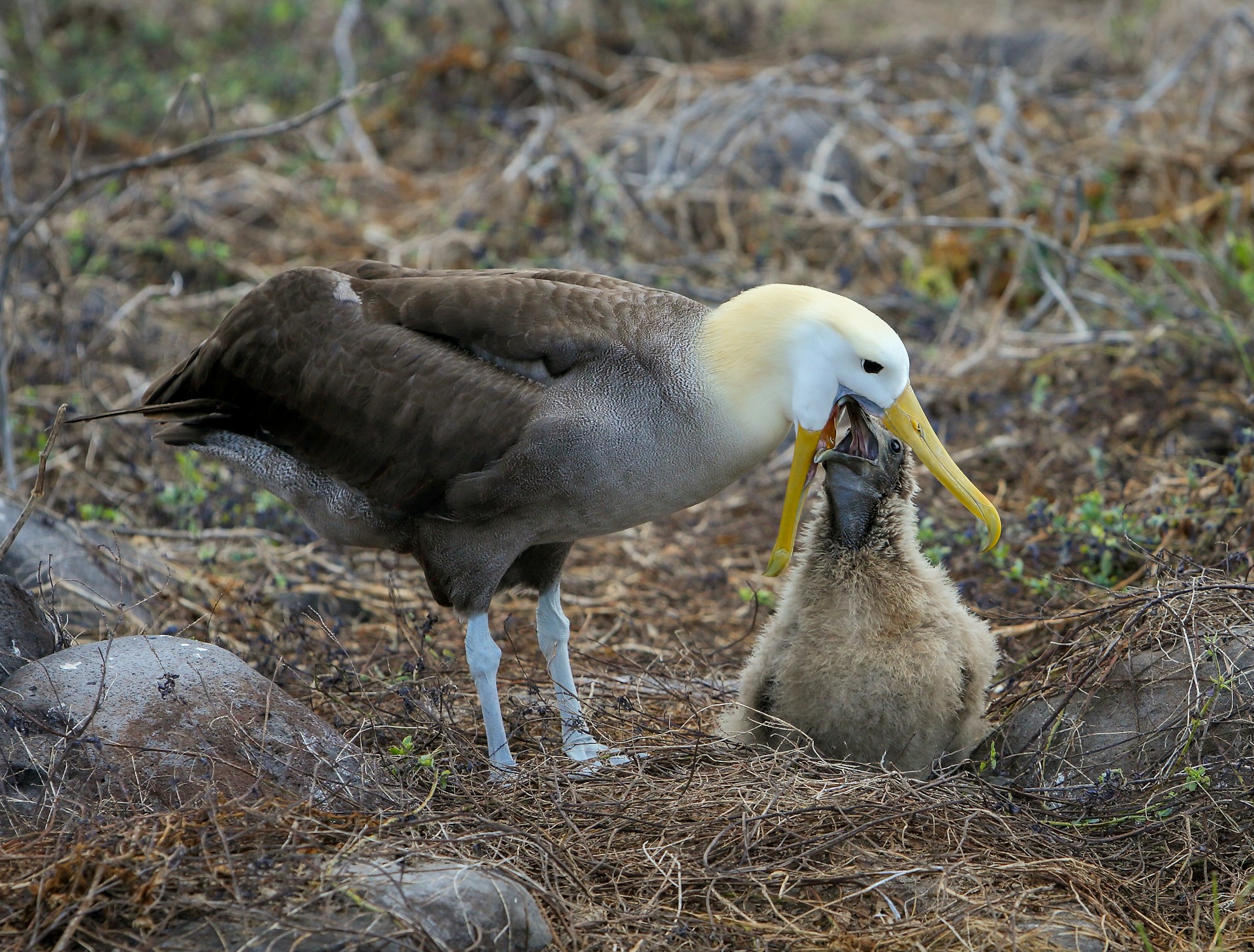 Un albatros laisse son oisillon prendre sa nourriture au fond de sa gorge - Photo de AussieActive sur https://unsplash.com/fr/photos/photo-de-mise-au-point-selective-doiseau-brun-et-blanc-sur-lherbe-brune-39RHo7PCWK0