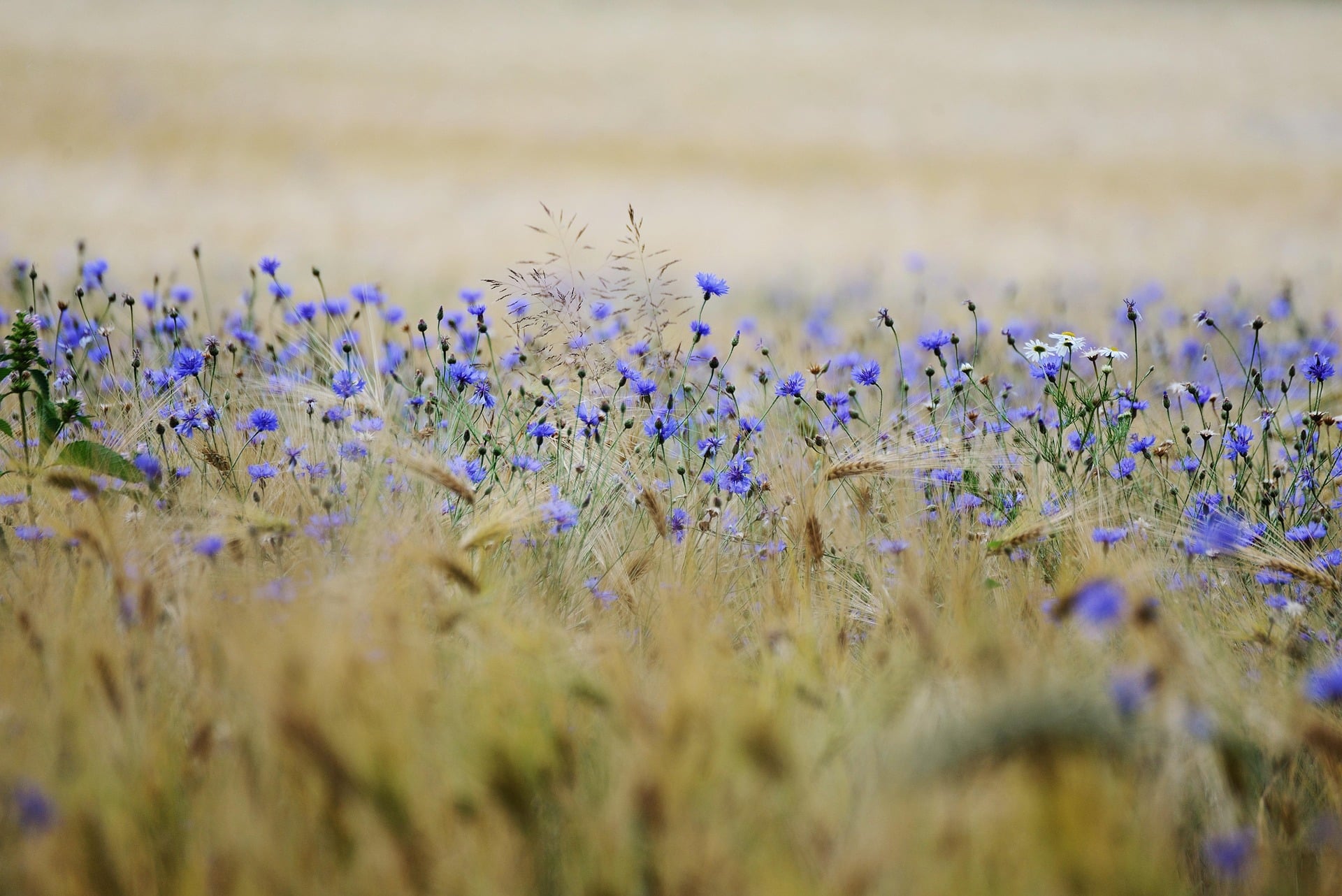des épis de blé mêlés à des bleuets - image Pixabay