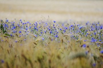 Un champ de blé parsemé de nombreuses fleurs bleues - Image par congerdesign de https://pixabay.com/fr/photos/grain-bleuets-champ-de-c%C3%A9r%C3%A9ales-5377267/