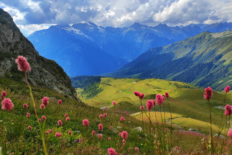 Alpage avec de joyeuses fleurs roses et une vue dégagée sur les montagnes - Photo de ani subari sur https://unsplash.com/fr/photos/fleurs-roses-au-premier-plan-dune-vallee-avec-des-montagnes-en-arriere-plan-gLHCnysmFO4