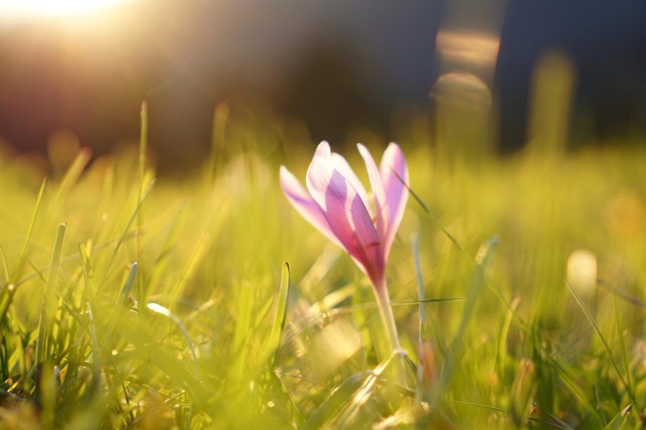 colchique d'automne magnifiée par un rayon de soleil et un écrin d'herbe -Image par Florian Pircher de https://pixabay.com/fr/photos/automne-intemporel-3713426/