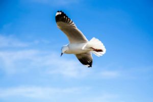 Un oiseau blanc volant dans un ciel bleu en tournant la tête - Photo de calvin kan sur https://unsplash.com/fr/photos/oiseau-noir-et-blanc-volant-sous-le-ciel-bleu-OCfd22KnWPg