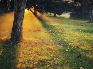 Un rayon de soleil à l'aube dans une clairière - Photo de Jonny Clow sur https://unsplash.com/fr/photos/champ-dherbe-verte-avec-des-arbres-_EG3KK68o8k