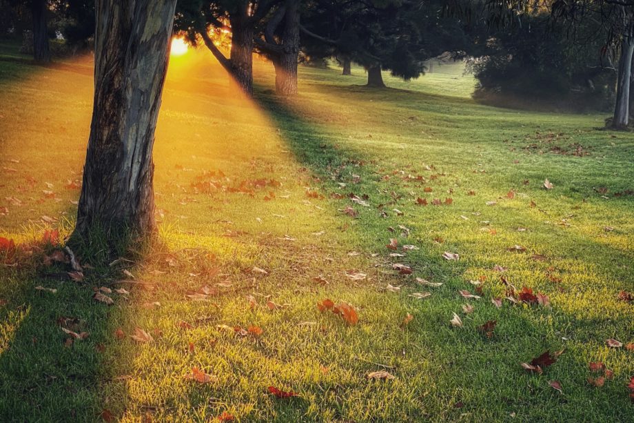 Un rayon de soleil à l'aube dans une clairière - Photo de Jonny Clow sur https://unsplash.com/fr/photos/champ-dherbe-verte-avec-des-arbres-_EG3KK68o8k