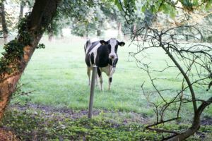Une vache regarde d'un air songeur une clôture en fil de fer barbelé - Photo de Thomas Vogel sur https://unsplash.com/fr/photos/vache-noire-et-blanche-sur-un-champ-dherbe-verte-pendant-la-journee-OiXzBHp0IQU