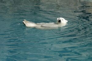 Un ours blanc qui se repose, flottant dans bassin d'un zoo - photo https://pixabay.com/fr/photos/ours-ours-blanc-leau-faune-esp%c3%a8ce-3308068/