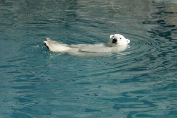 Un ours blanc qui se repose, flottant dans bassin d