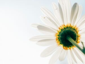 Illustration de la joie : une marguerite vue de dessous sur un fond de ciel ensoleillé - Photo de Aaron Burden sur https://unsplash.com/fr/photos/low-angle-photo-of-white-daisy-UvRMcIeXq9Y