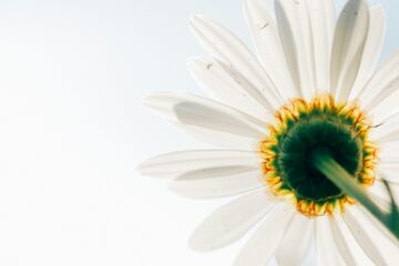 Illustration de la joie : une marguerite vue de dessous sur un fond de ciel ensoleillé - Photo de Aaron Burden sur https://unsplash.com/fr/photos/low-angle-photo-of-white-daisy-UvRMcIeXq9Y