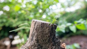 Une grosse souche d'arbre coupé avec un surgeon - Photo de Jor Eg sur https://unsplash.com/fr/photos/une-souche-darbre-avec-une-petite-plante-qui-y-pousse-XlVQBAk0NP0