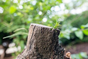 « Dès qu’il flaire l’eau, l’arbre bourgeonne et se fait une ramure comme un jeune plant. » (Job 14:9)