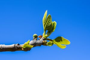 Jeunes pousses de feuilles et d'iun munuscule fruit sur un figuier, sur fond de ciel bleu - Image par Dimitris Vetsikas de https://pixabay.com/fr/photos/figuier-direction-g%c3%a9n%c3%a9rale-de-la-2160603/