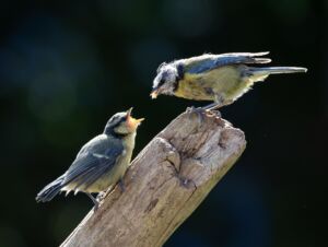un moineau donne à manger à un autre moineau - Image par Kev de https://pixabay.com/fr/photos/des-oiseaux-plumes-plumage-8784588/