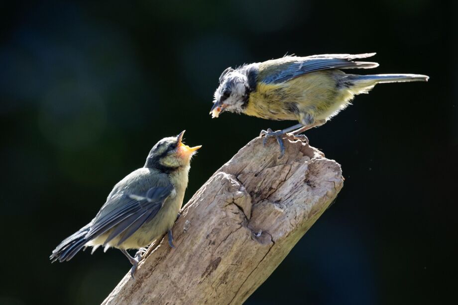 un moineau donne à manger à un autre moineau - Image par Kev de https://pixabay.com/fr/photos/des-oiseaux-plumes-plumage-8784588/