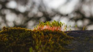 Jeunes pousses sur de la mousse - Photo by Lana on https://unsplash.com/photos/close-up-of-moss-with-vibrant-red-stems-6A8JhwtL9E0