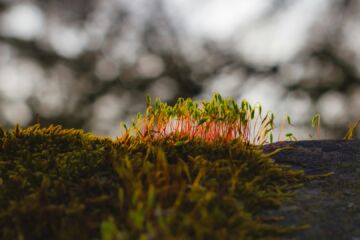 Jeunes pousses sur de la mousse - Photo by Lana on https://unsplash.com/photos/close-up-of-moss-with-vibrant-red-stems-6A8JhwtL9E0