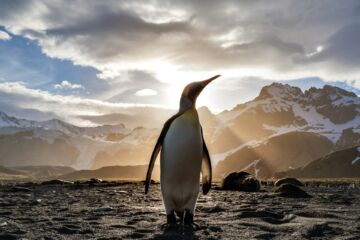 un pingouin (manchot) magnifique, debout sur un fond de montagne - Photo de Ian Parkersur https://unsplash.com/fr/photos/pingouin-debout-sur-le-sable-pres-de-la-montagne-enneigee-couvrant-le-soleil-de-la-vue-pendant-la-journee-TLcLDigmTKE