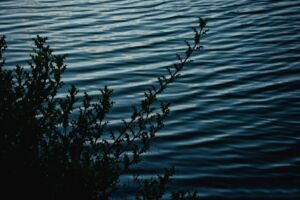 un lac au crépuscule avec des cercles de vaguelettes qui se répandent au premier plan un buisson épineux - Photo de amit chowdhurysur https://unsplash.com/fr/photos/plante-verte-au-bord-dun-plan-deau-cKoUifZQ1lA