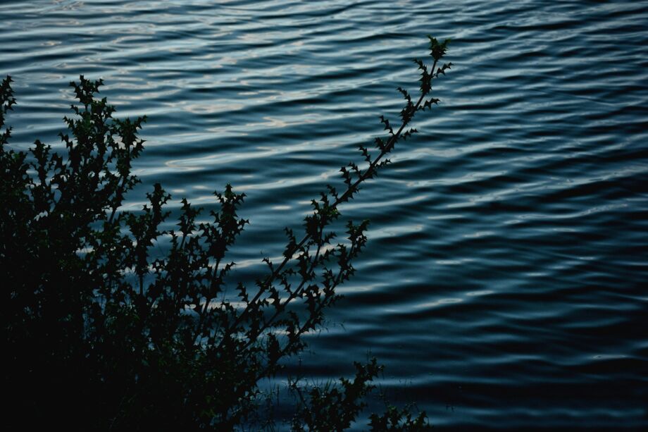 un lac au crépuscule avec des cercles de vaguelettes qui se répandent au premier plan un buisson épineux - Photo de amit chowdhurysur https://unsplash.com/fr/photos/plante-verte-au-bord-dun-plan-deau-cKoUifZQ1lA